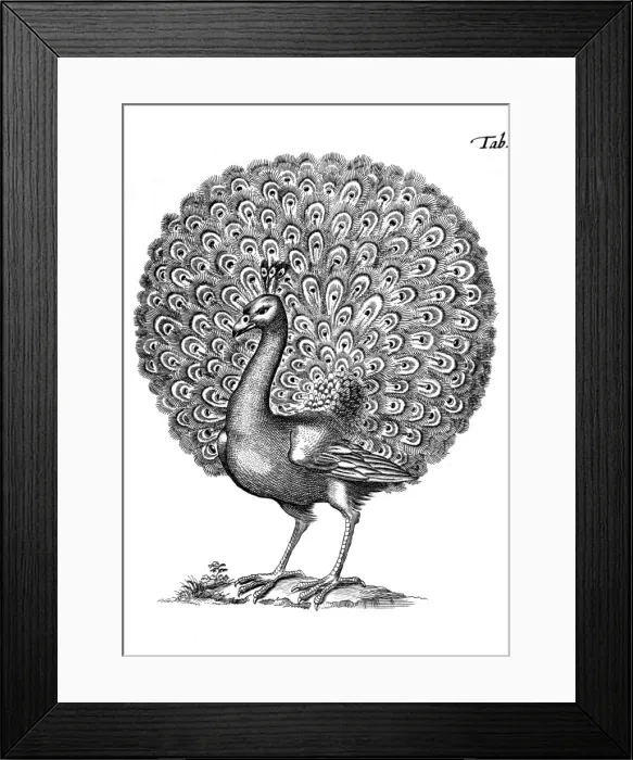 Framed Print : Peacock Displaying 1650 Framed Print : Peacock Displaying 1650
