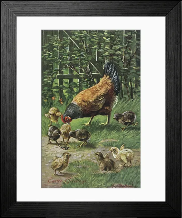 Framed Print : Hen with Chicks Framed Print : Hen with Chicks