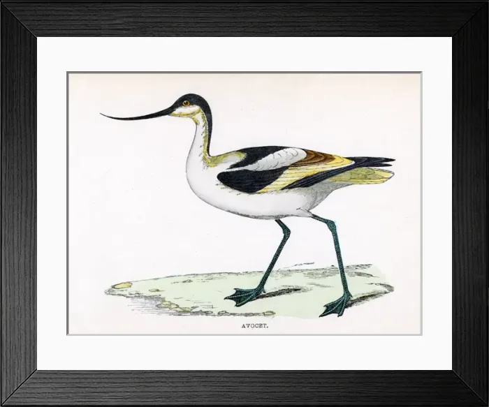 Framed Print : Avocet (Morris)