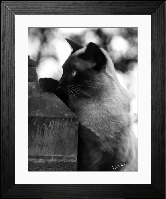 Framed Print : Inquisitive Siamese Framed Print : Inquisitive Siamese