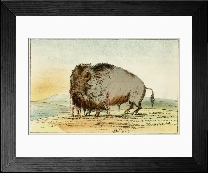 Framed Print : Wounded Buffalo C1830 Framed Print : Wounded Buffalo C1830