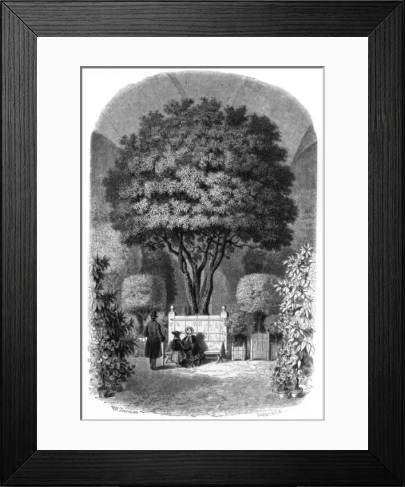 Framed Print : Orange Tree / Versailles Framed Print : Orange Tree / Versailles