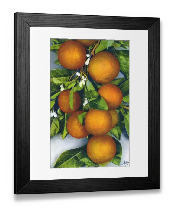 Framed Print : Oranges / Photograph Framed Print : Oranges / Photograph