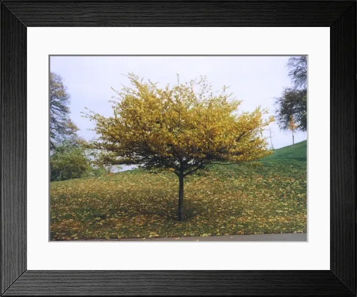 Framed Print : Tree in Greenwich Park Framed Print : Tree in Greenwich Park