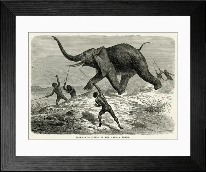 Framed Print : Elephant Hunt Africa Framed Print : Elephant Hunt Africa