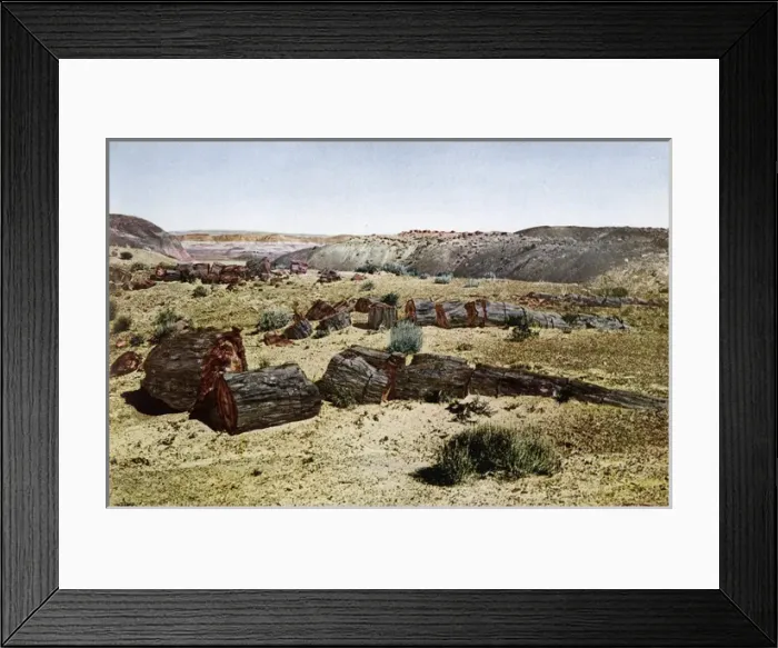 Framed Print : Petrified Forest 1923 Framed Print : Petrified Forest 1923