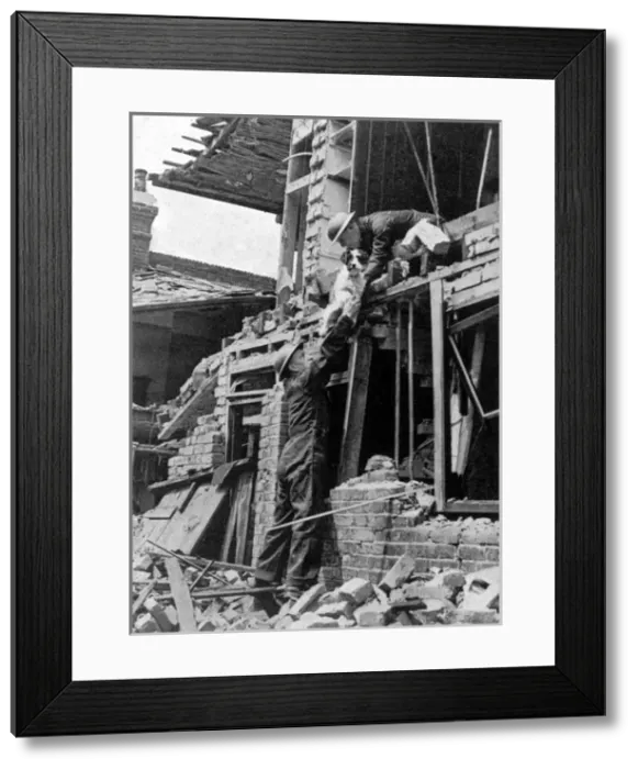 Framed Print : Pdsa / Bombed Animals Framed Print : Pdsa / Bombed Animals