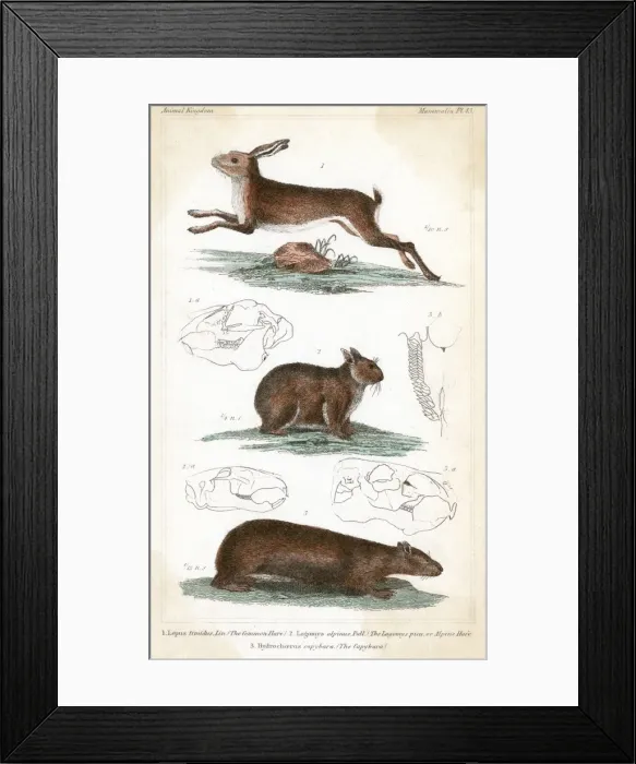Framed Print : HARES / 3 TYPES C1830 Framed Print : HARES / 3 TYPES C1830