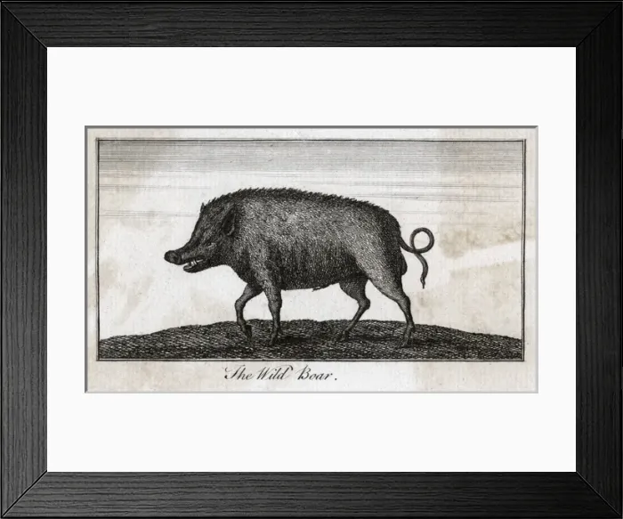 Framed Print : Pig / Wild Boar C1800 Framed Print : Pig / Wild Boar C1800