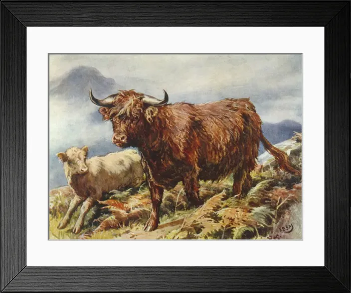 Framed Print : Highland Cattle 1890S Framed Print : Highland Cattle 1890S