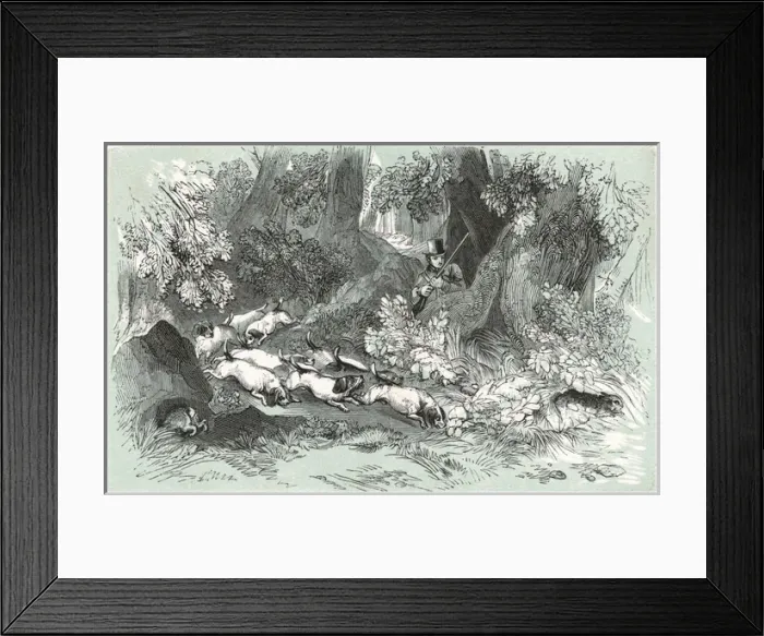Framed Print : Rabbit Shooting Framed Print : Rabbit Shooting