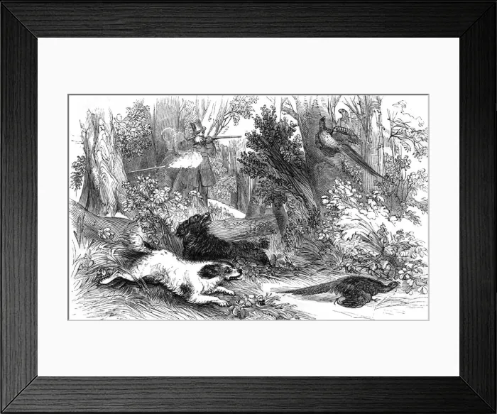 Framed Print : Shooting Pheasant (Harv Framed Print : Shooting Pheasant (Harv
