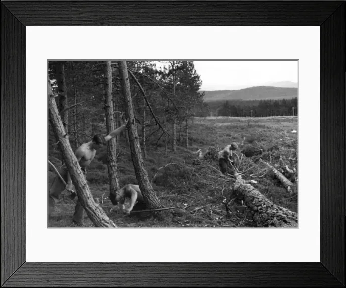 Framed Print : Felling Trees