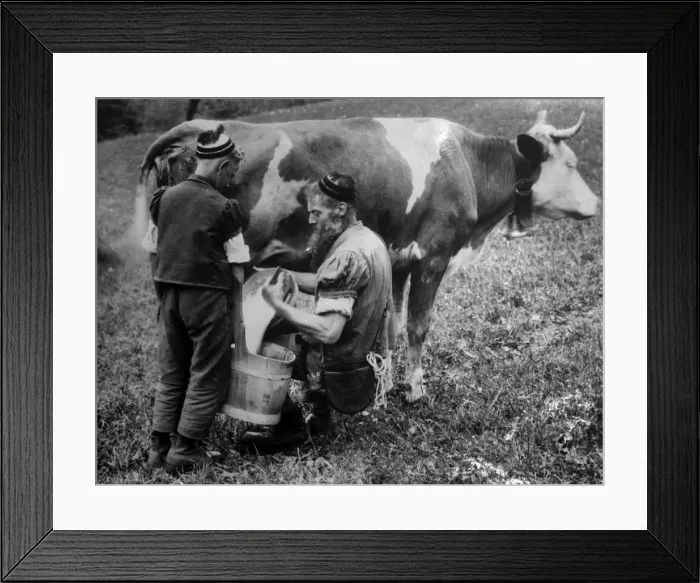 Framed Print : Milking a Cow Framed Print : Milking a Cow