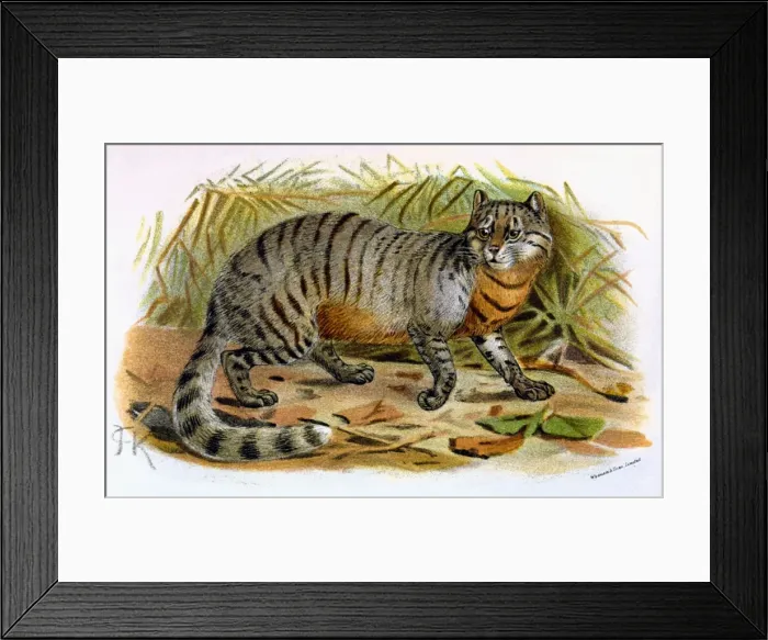 Framed Print : Cat / Caffre C1860 Framed Print : Cat / Caffre C1860