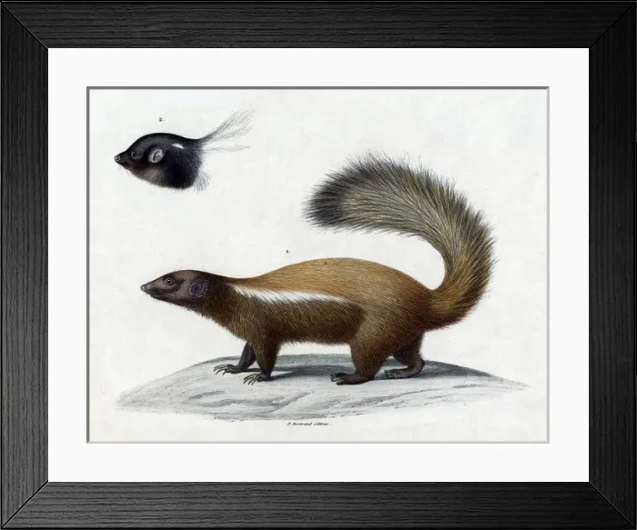 Framed Print : Animals / Skunk 19C Framed Print : Animals / Skunk 19C