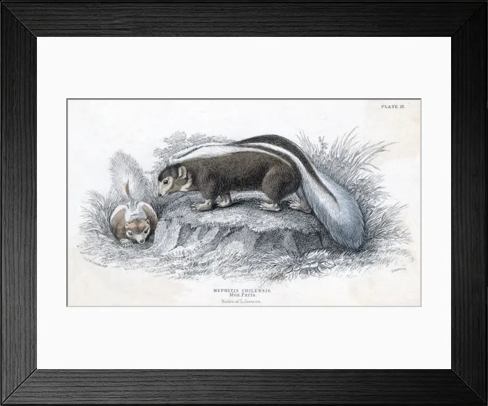 Framed Print : Animals / Skunk 19C Framed Print : Animals / Skunk 19C