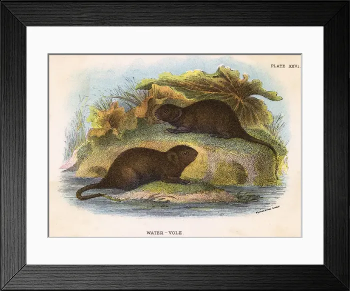 Framed Print : Water Vole 19C Framed Print : Water Vole 19C
