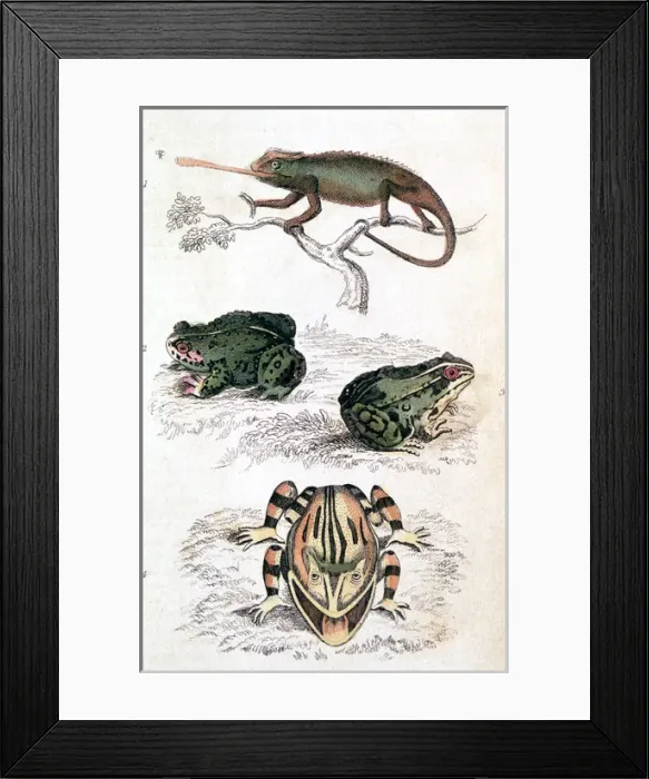 Framed Print : Various Reptiles / Lizars Framed Print : Various Reptiles / Lizars