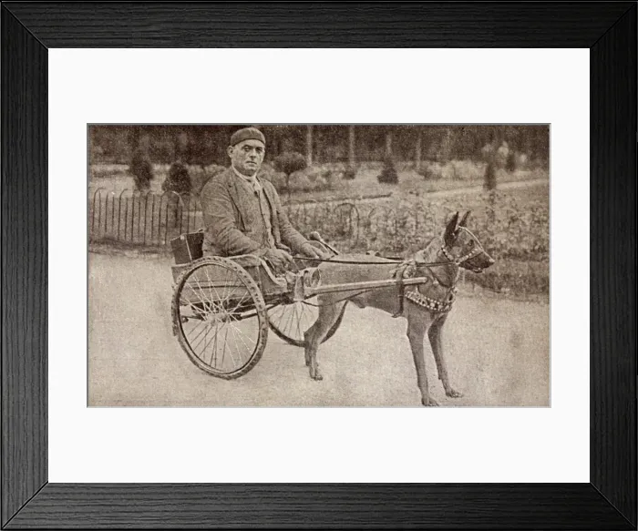 Framed Print : A Casualty of the War Framed Print : A Casualty of the War