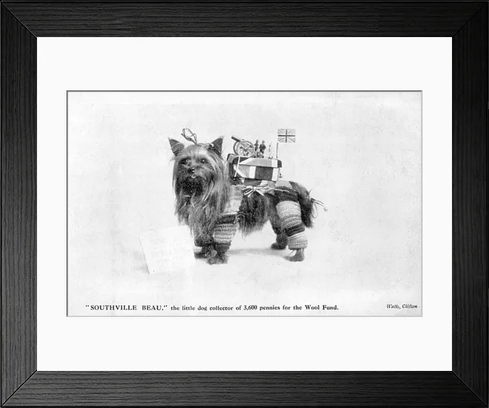 Framed Print : Dog Collects for Wool Framed Print : Dog Collects for Wool
