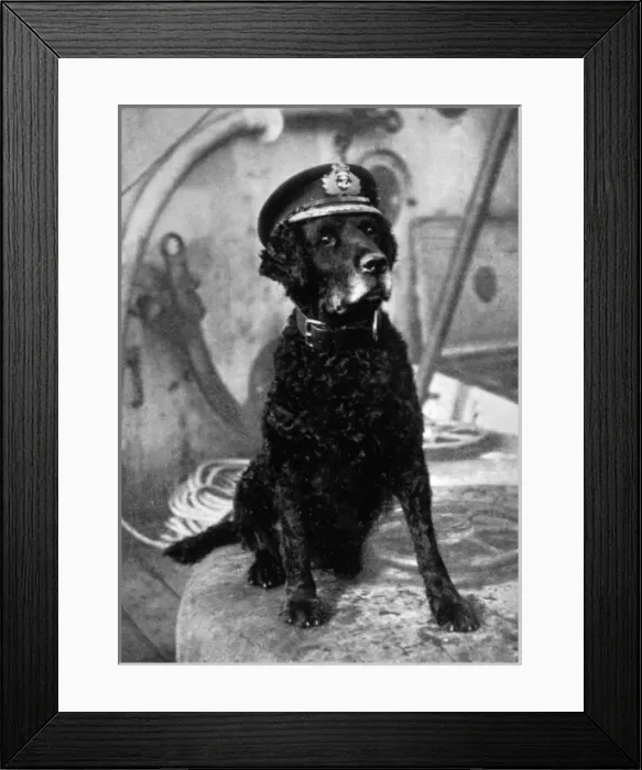 Framed Print : Retriever in Sailors Cap Framed Print : Retriever in Sailors Cap