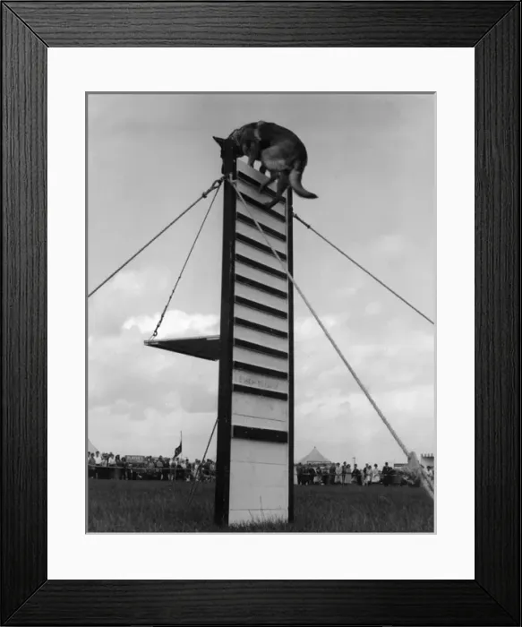 Framed Print : Police Dog at Show Framed Print : Police Dog at Show
