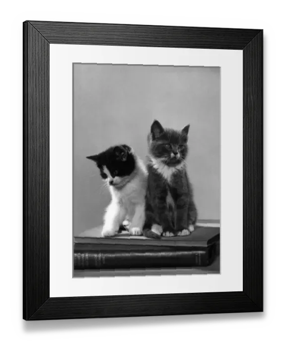 Framed Print : Kittens Sit on Books Framed Print : Kittens Sit on Books