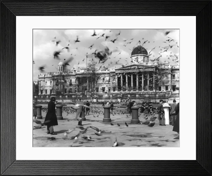 Framed Print : Trafalgar Square Birds Framed Print : Trafalgar Square Birds