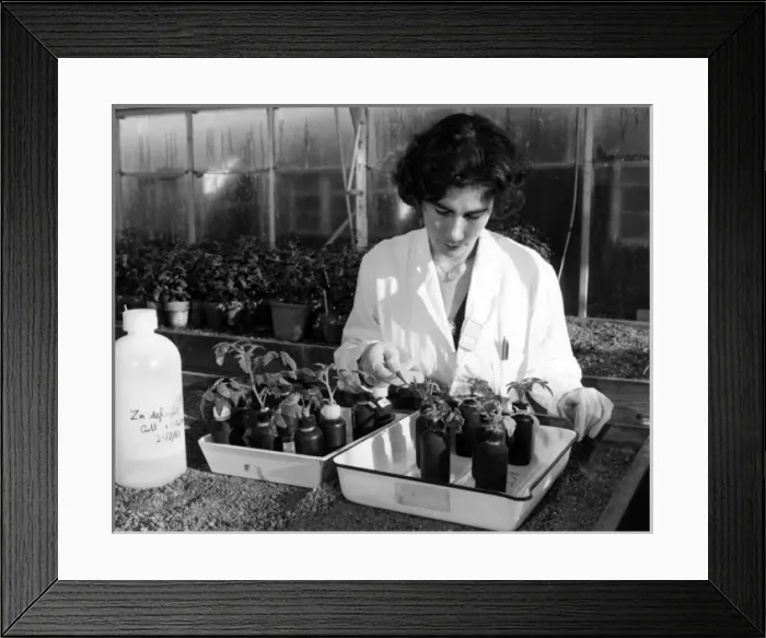 Framed Print : Radioactivity / Plants 60S Framed Print : Radioactivity / Plants 60S