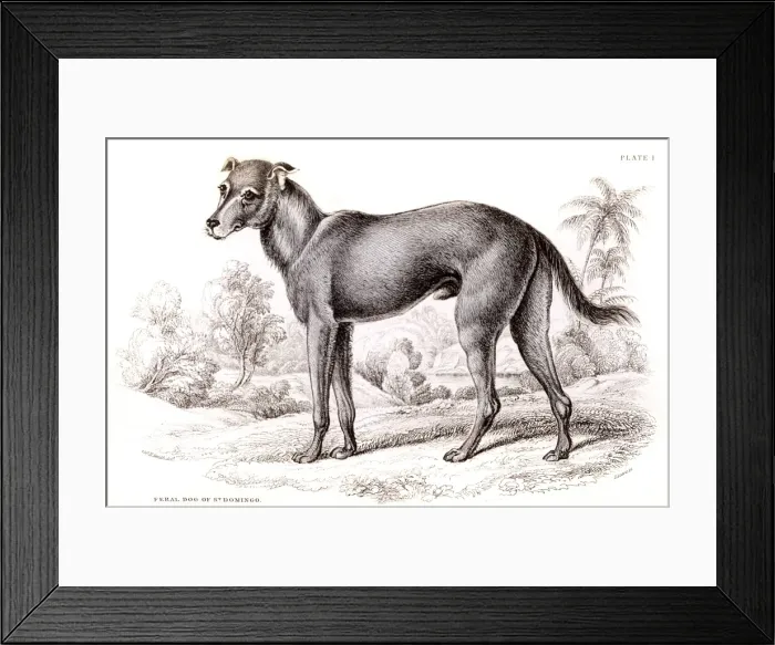 Framed Print : St Domingo Feral Dog Framed Print : St Domingo Feral Dog