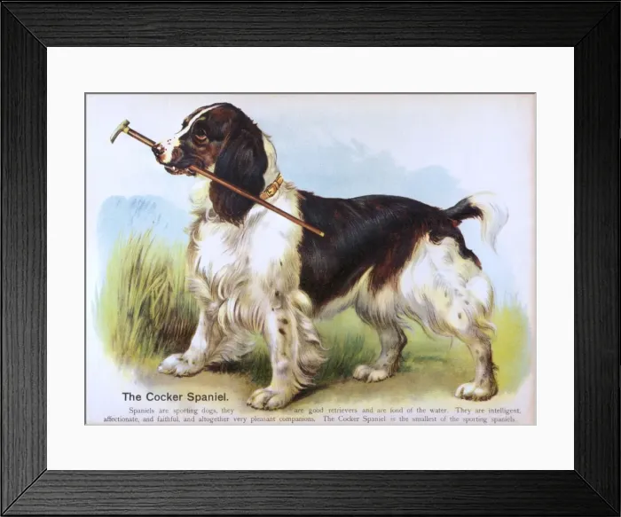 Framed Print : Cocker Spaniel (Anon) Framed Print : Cocker Spaniel (Anon)