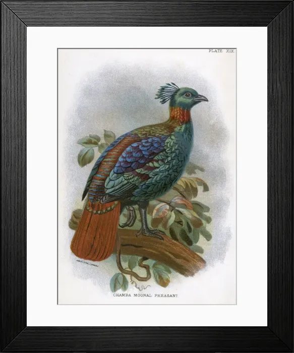 Framed Print : Chamba Moonal Pheasant Framed Print : Chamba Moonal Pheasant