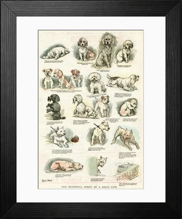 Framed Print : A DOGs LIFE Framed Print : A DOGs LIFE