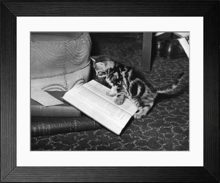 Framed Print : Kitten Reads Book Framed Print : Kitten Reads Book