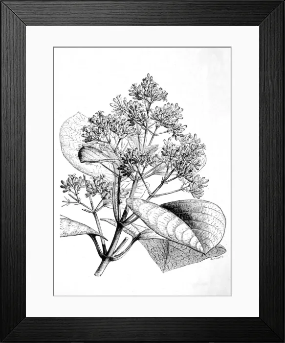 Framed Print : Cinchona Plant Framed Print : Cinchona Plant