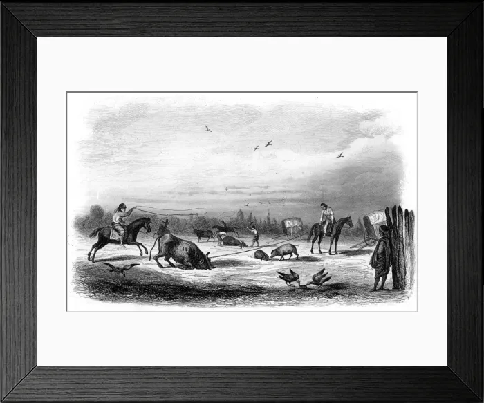Framed Print : Killing Cattle Argentina Framed Print : Killing Cattle Argentina