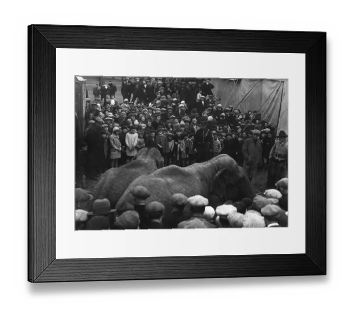 Framed Print : Circus Elephants Framed Print : Circus Elephants