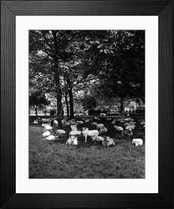Framed Print : Sheep in Hyde Park 1933 Framed Print : Sheep in Hyde Park 1933