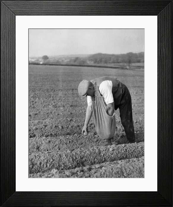 Framed Print : Planting Potatoes Framed Print : Planting Potatoes