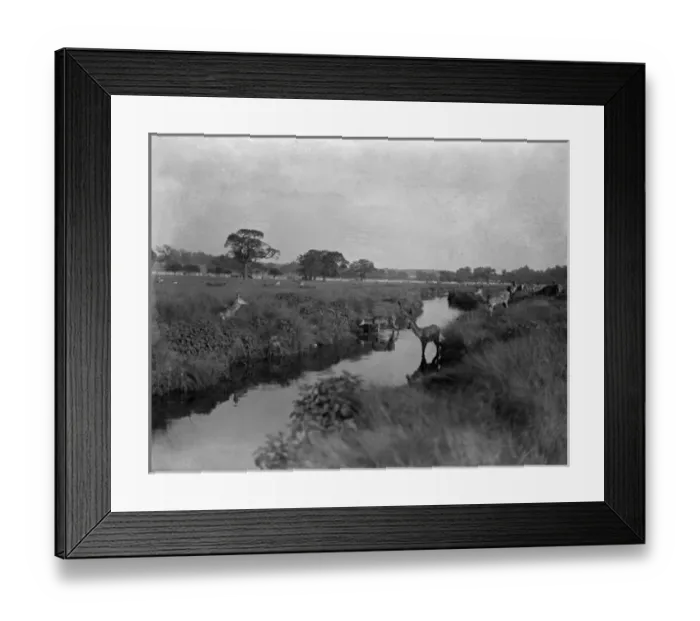 Framed Print : Deer in Richmond Park Framed Print : Deer in Richmond Park