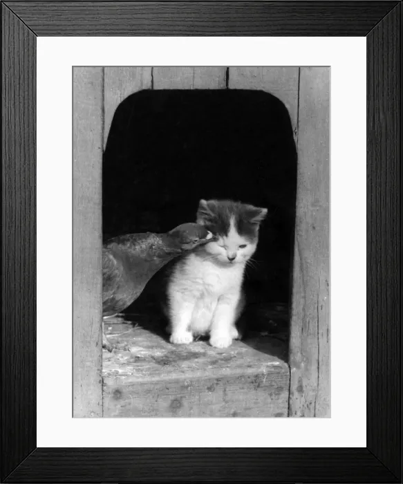 Framed Print : Kitten and Bird Framed Print : Kitten and Bird