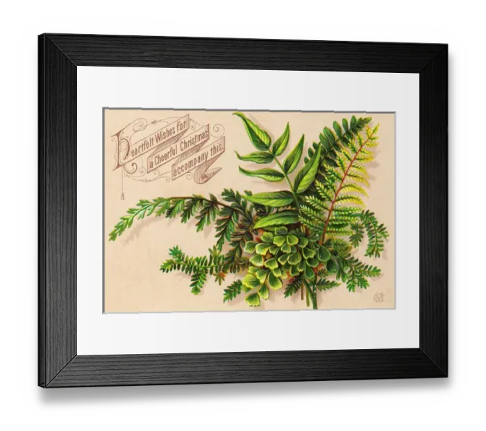Framed Print : Green ferns on a Christmas card Framed Print : Green ferns on a Christmas card