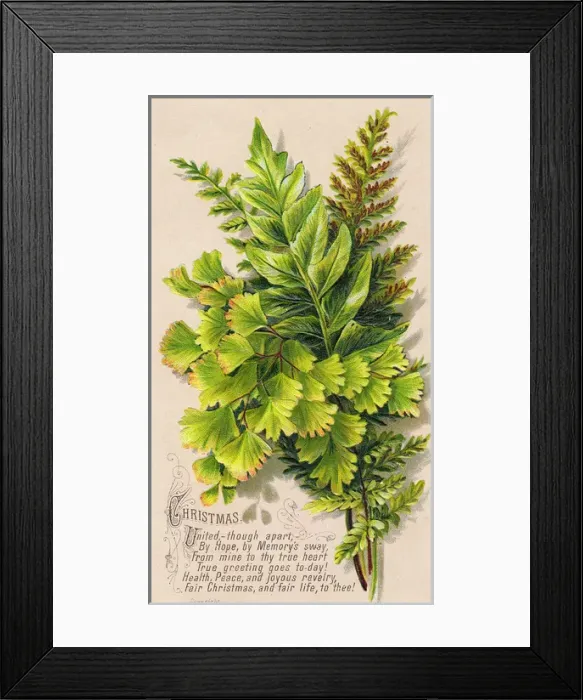 Framed Print : Green ferns on a Christmas card Framed Print : Green ferns on a Christmas card