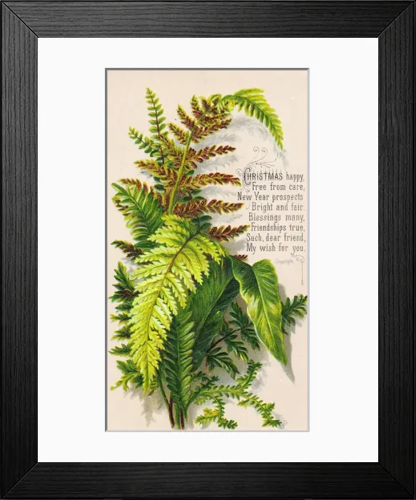 Framed Print : Green and brown ferns on a Christmas card Framed Print : Green and brown ferns on a Christmas card