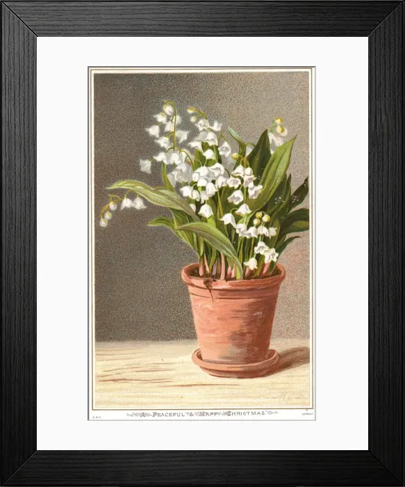 Framed Print : White flowers in a plant pot on a Christmas card Framed Print : White flowers in a plant pot on a Christmas card