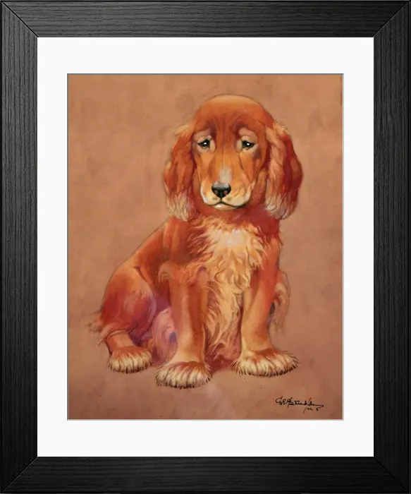 Framed Print : George Ernest Studdy, Irish setter puppy