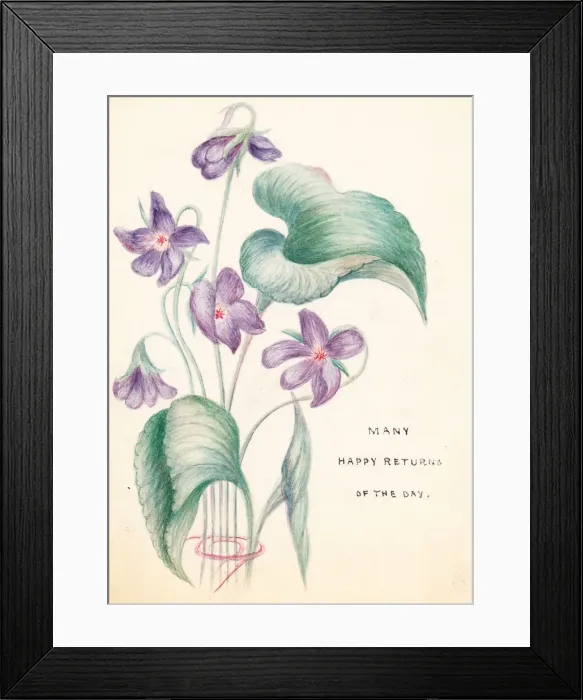 Framed Print : Mauve flowers on a hand-coloured birthday card Framed Print : Mauve flowers on a hand-coloured birthday card