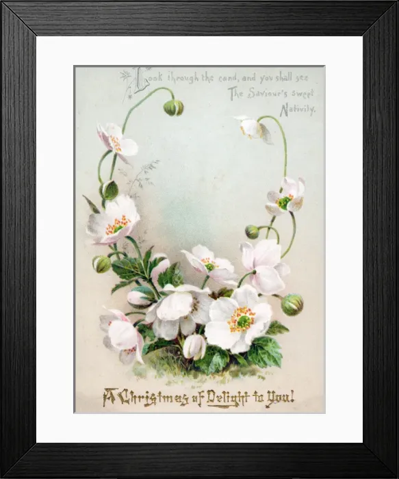 Framed Print : White flowers and buds on a Christmas card Framed Print : White flowers and buds on a Christmas card