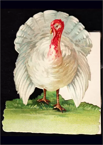 White turkey on a cutout Christmas card